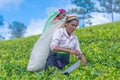 Tamil woman who works at Dambetenna estate breaks tea leaves Royalty Free Stock Photo